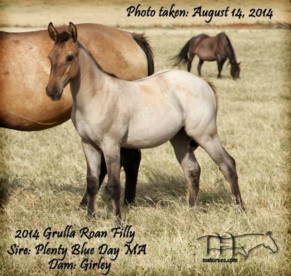 GIRLEY'S 2014 FOAL